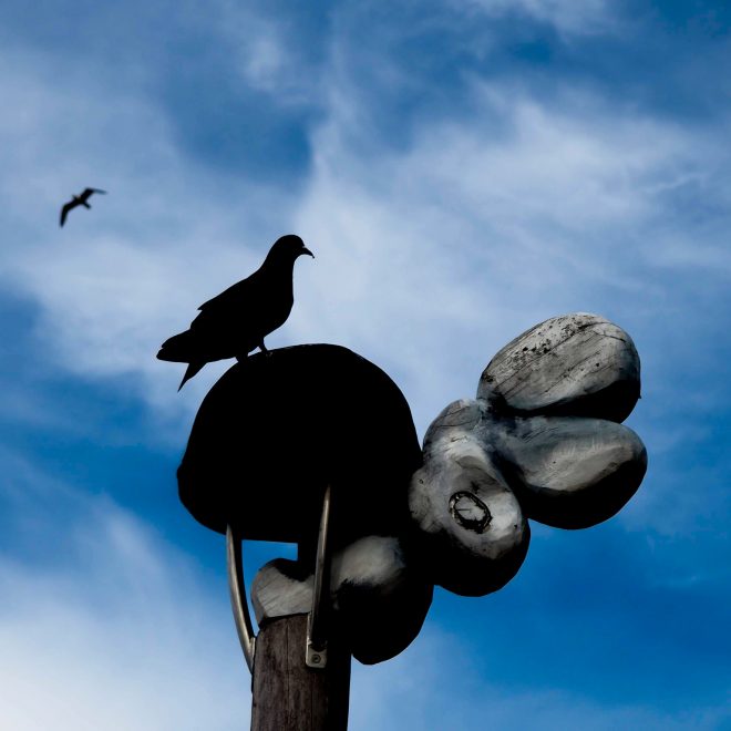 Black doves silhouettes