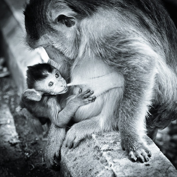 Bébé singe tète sa mère