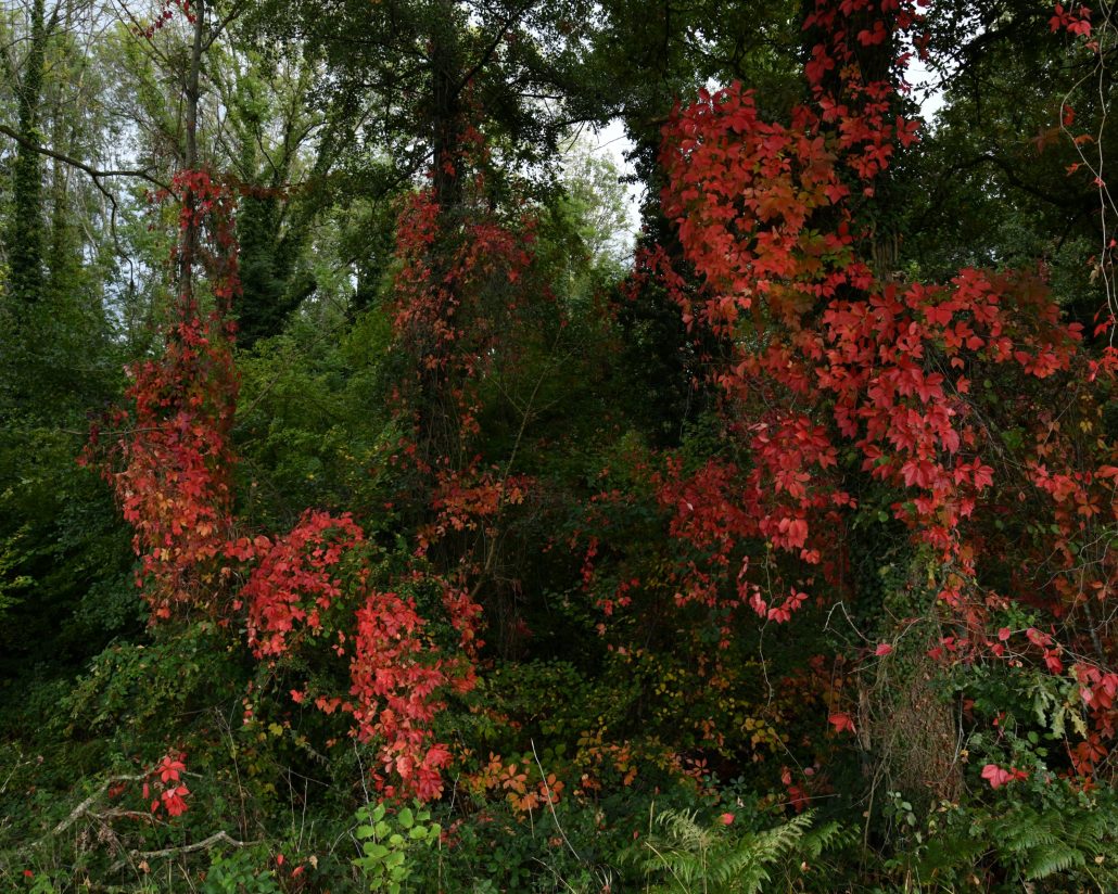 les bois sont impénétrables 02
