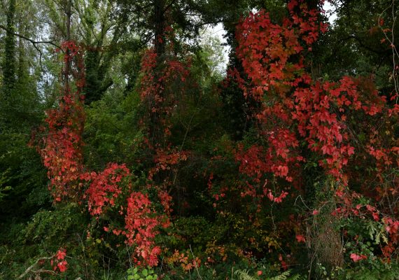 LES BOIS SONT IMPENETRABLES