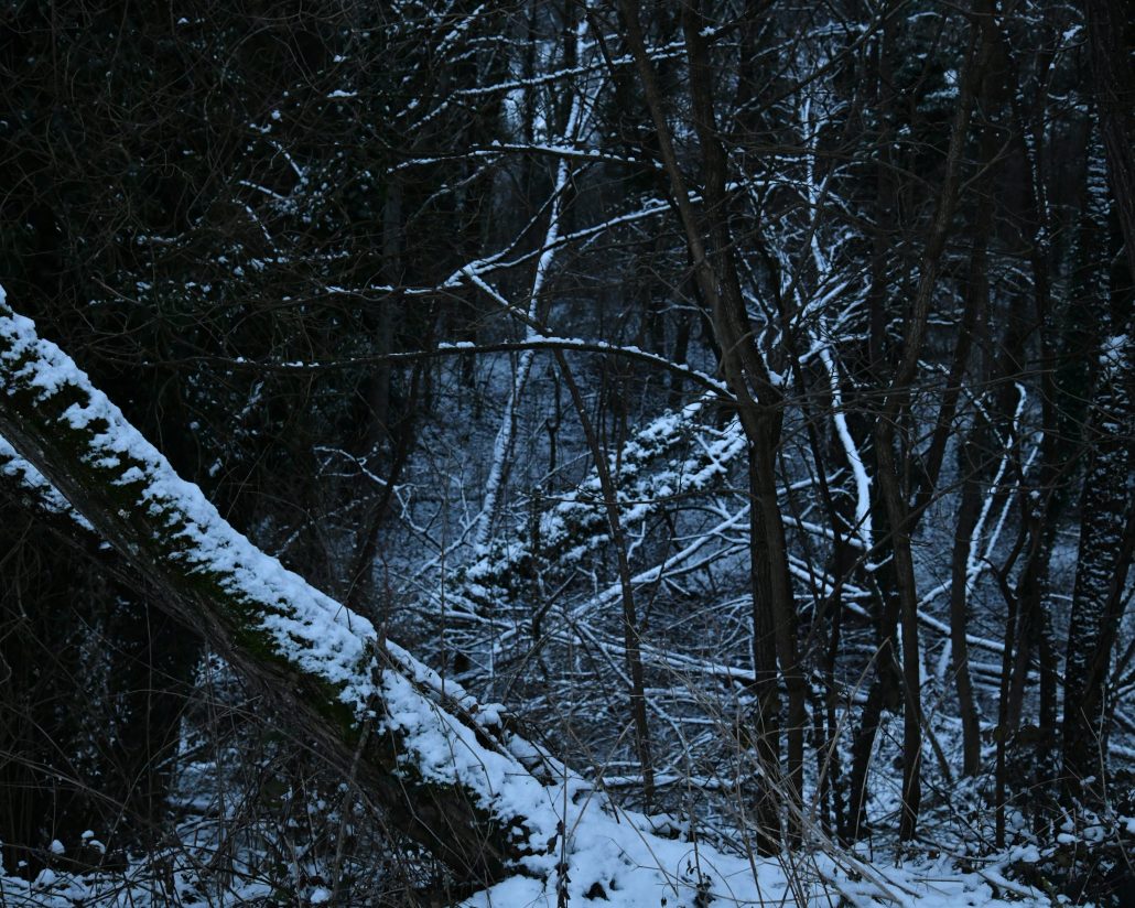 les bois sont impénétrables 09