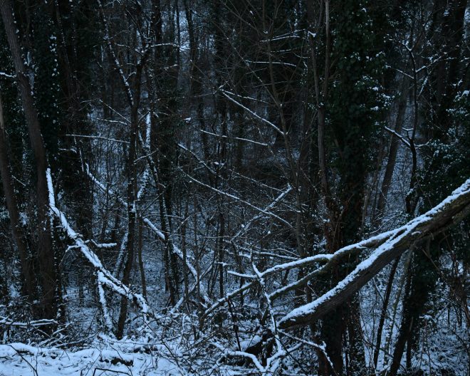 les bois sont impénétrables 12