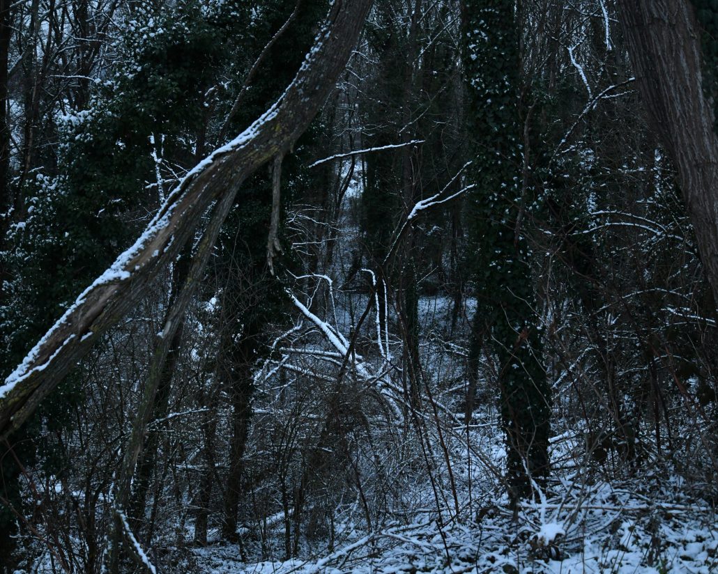 les bois sont impénétrables 07