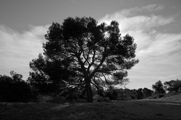 L’Arbre