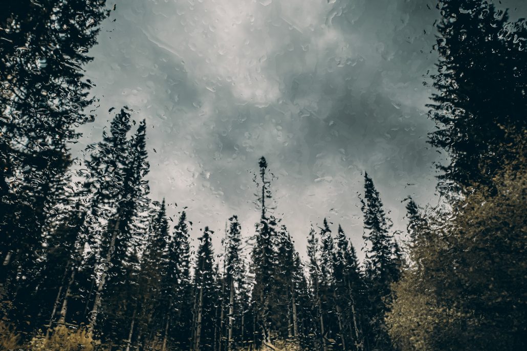 Heavy Rain – The Trees #1