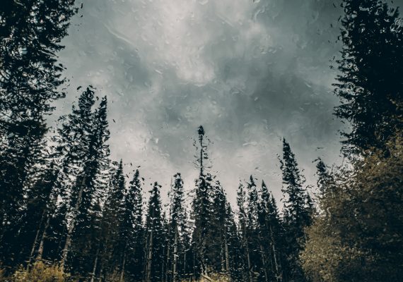 Heavy Rain - The Trees #1
