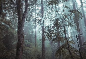 Heay Rain – The Trees #3