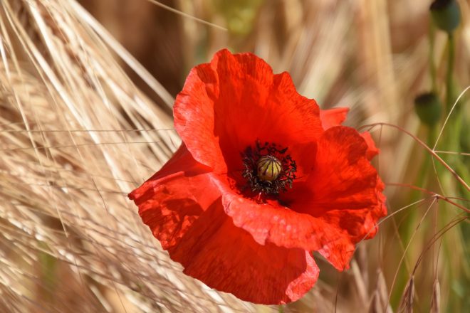 coquelicot