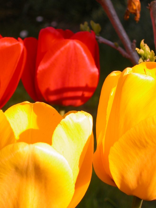 tulipes