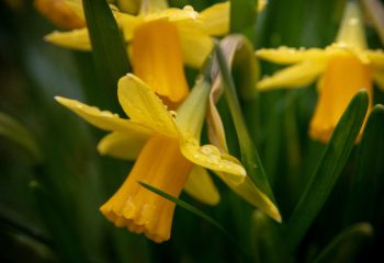 tulipe jaune sous la pluie