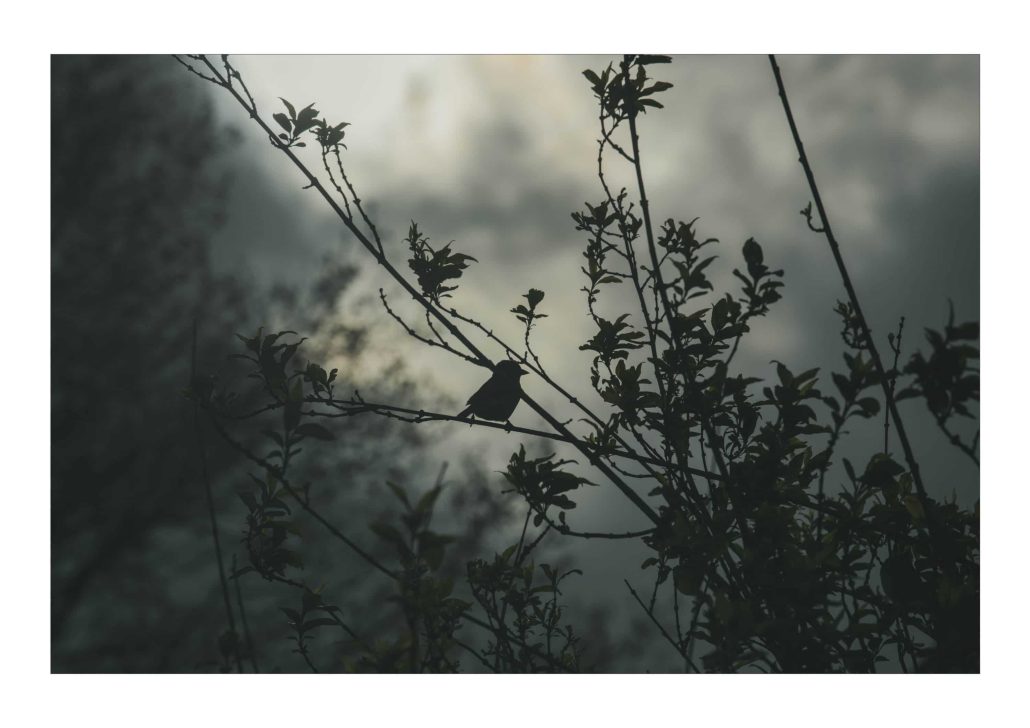 Oiseau une idée dans l’air