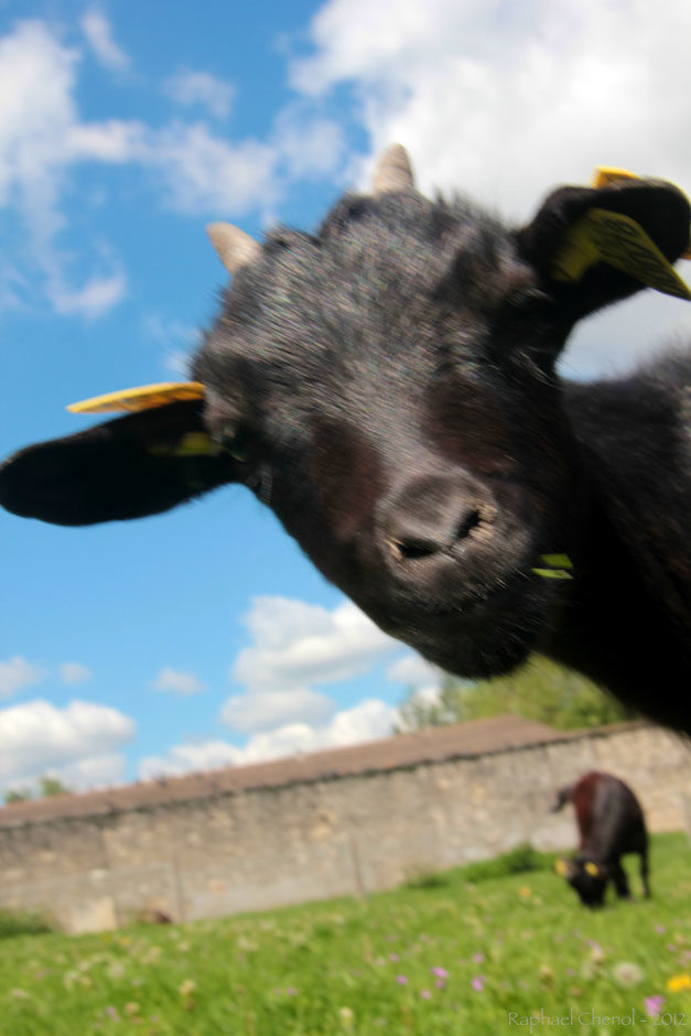 Quoiiiii ma gueulleeee (Beeehhhhh)