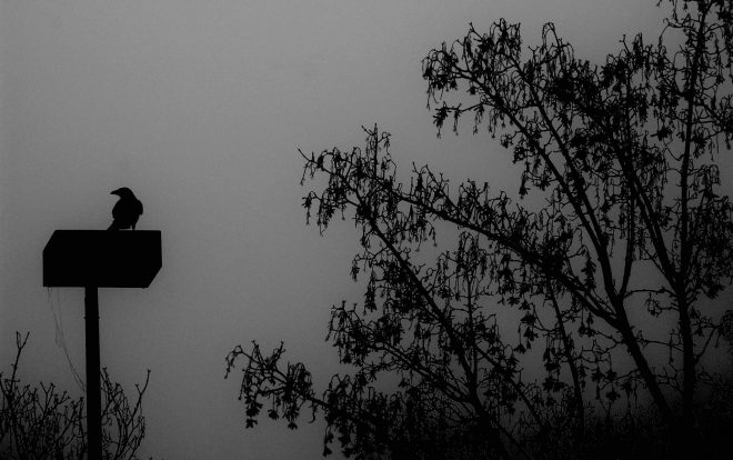 dans la brume du matin