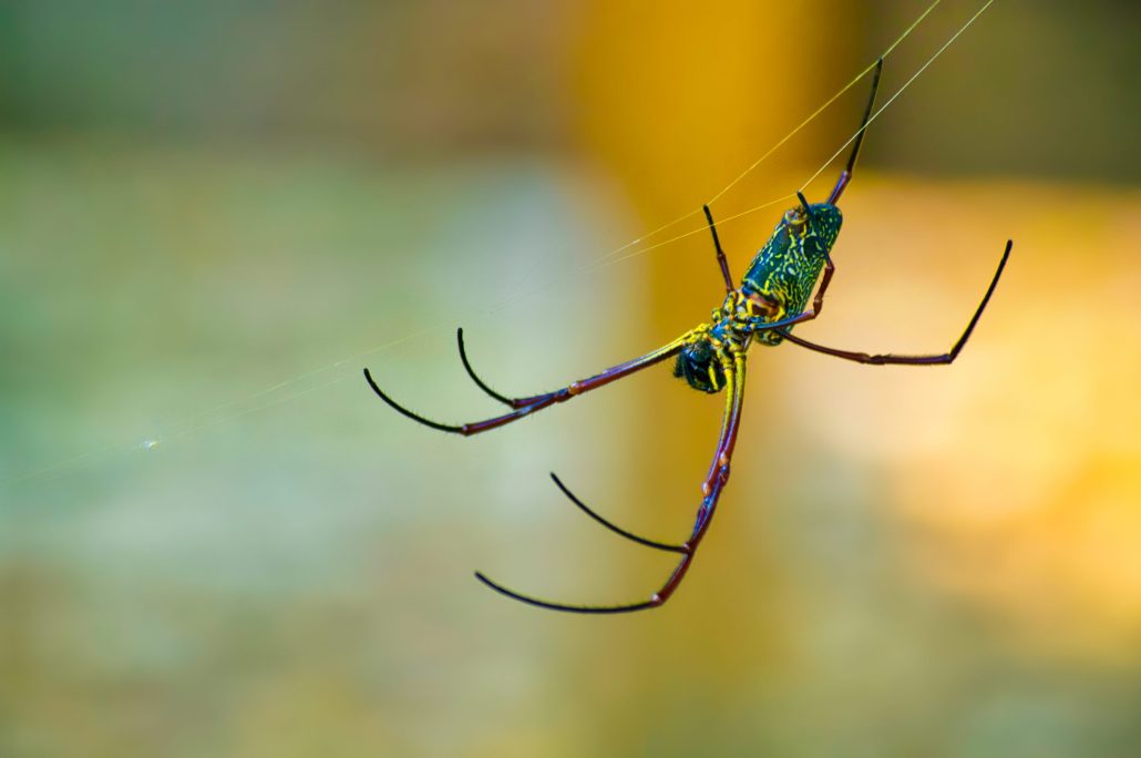 araignée thaïlandaise …