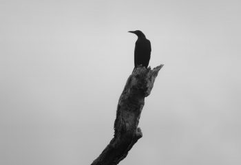 un corbeau sur un arbre perché...ou plutôt une branche...