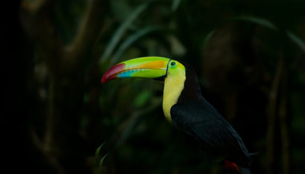 Toucan du Belize