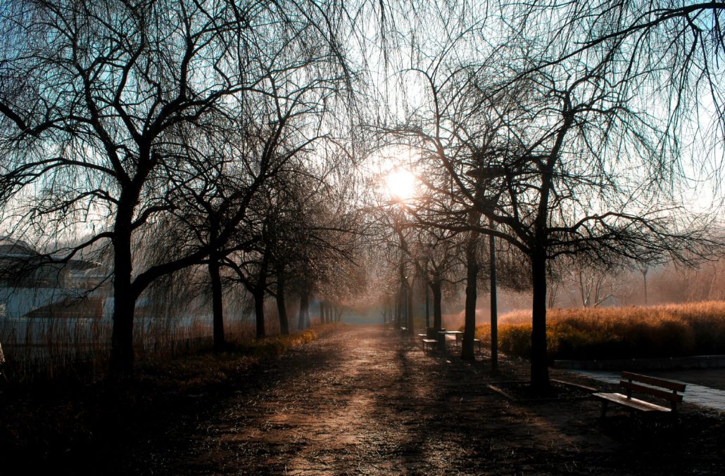 Derrière la brume et le squelette des arbres , le soleil guide tes pas.