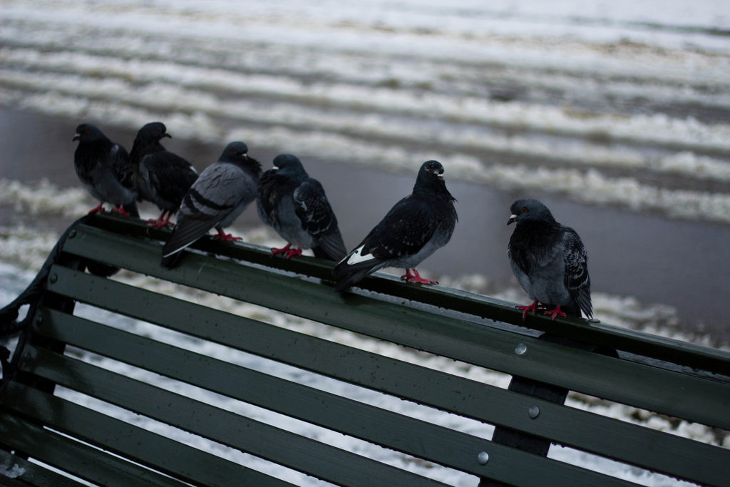 Le gang des pigeons