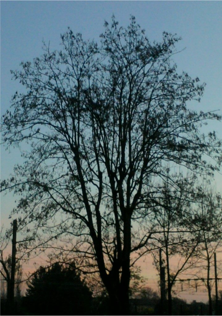 L’hiver nous lache enfin.