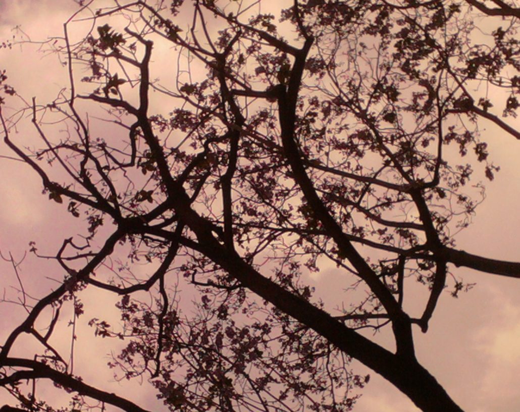 Fleurs où étes-vous ?