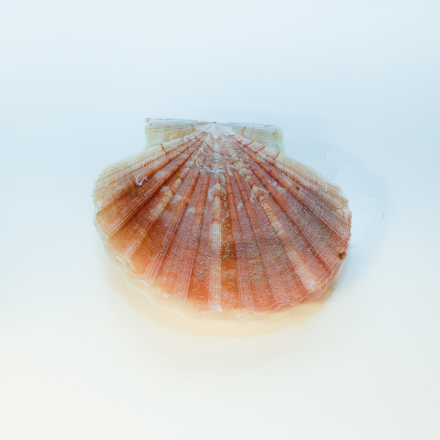 Shell