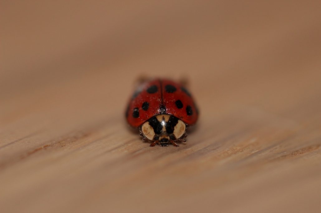 GREU ! – ou les cocc’, ça fout les j’tons.