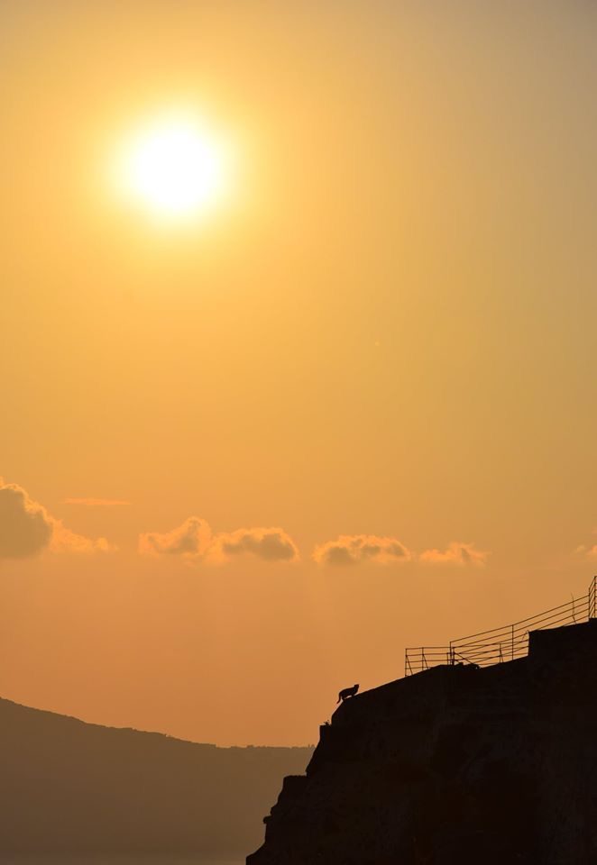 Le chat sur la falaise