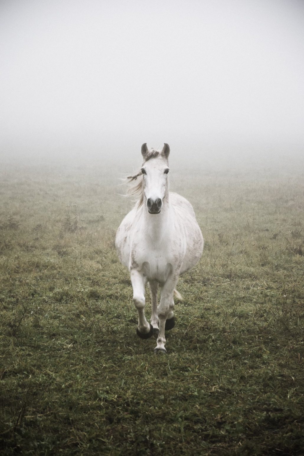 Brume d’automne