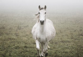 Brume d’automne