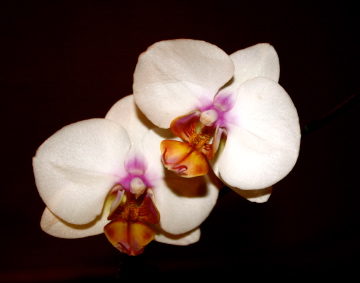 L’orchidée
