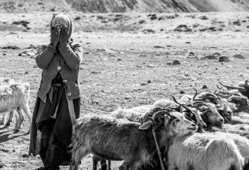 nomade au Ladakh