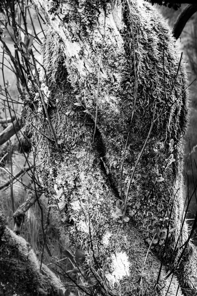 Mimétisme végétal