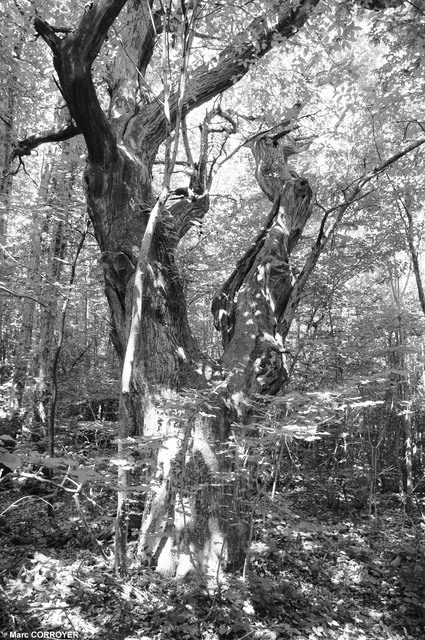 L’ancètre sous la lumière des sous-bois