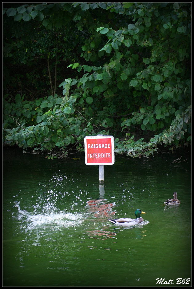 baignade interdite
