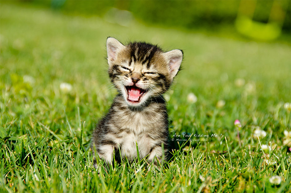 Are you kidding me ?