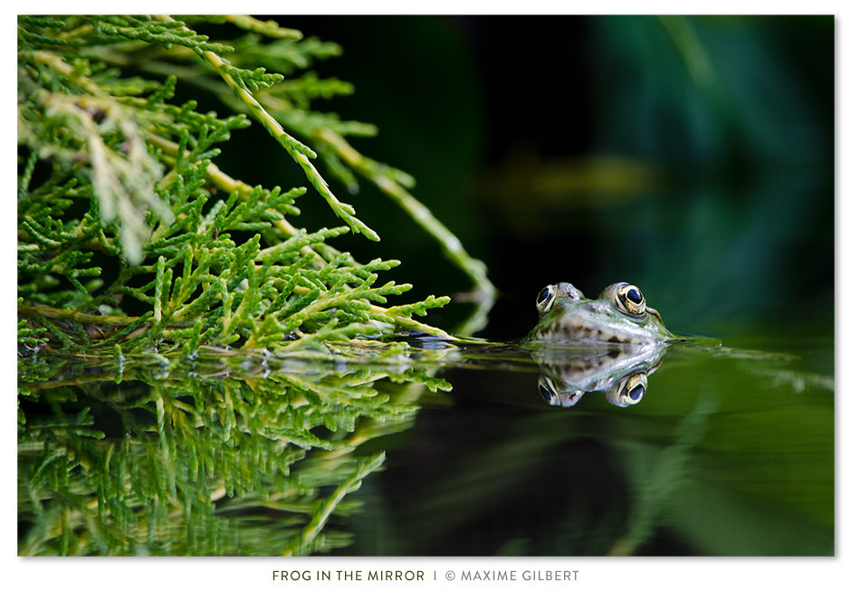 Frog in the Mirror