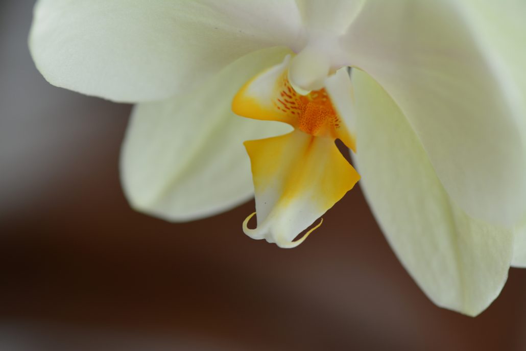 orchidée balançoire