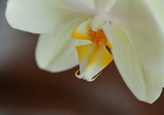 orchidée balançoire