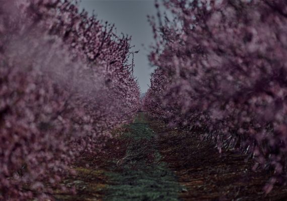 Apercevoir le bout du Chemin