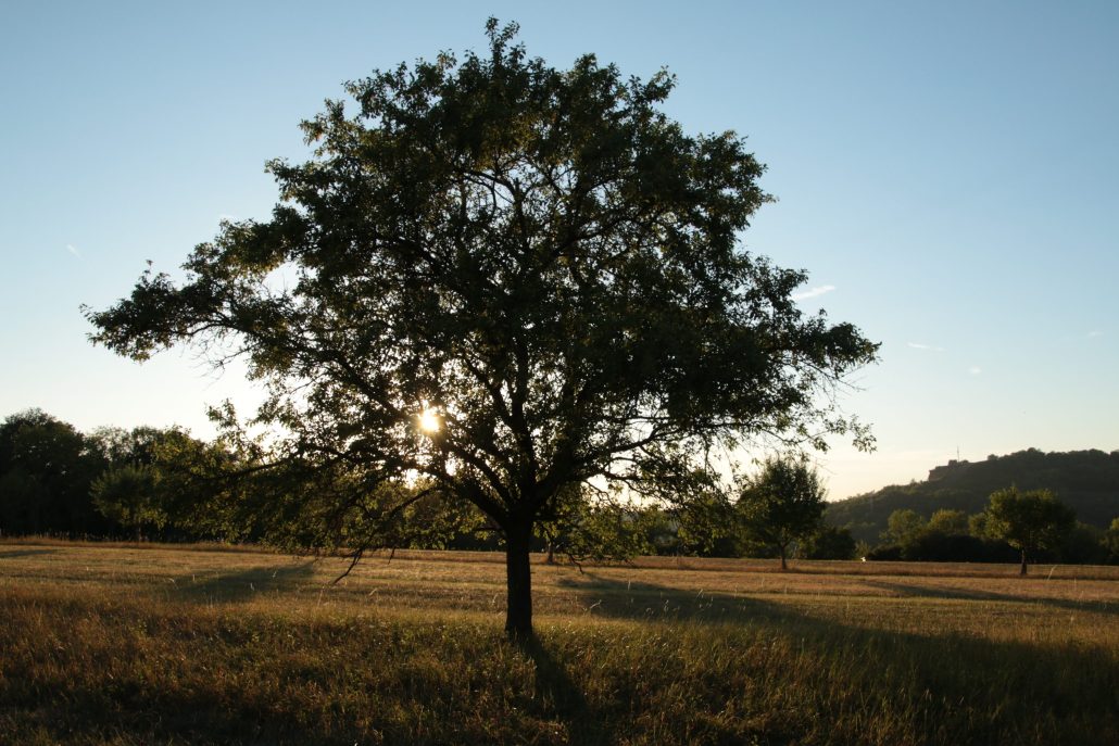 Mirabellier à contre jour