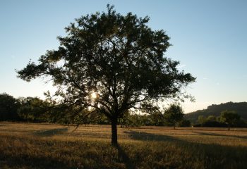 Mirabellier à contre jour