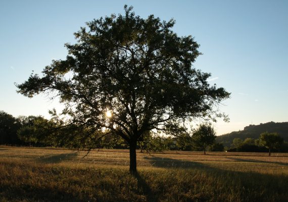 Mirabellier à contre jour