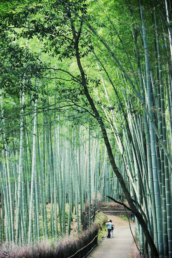 forêt de bambous Chikurin No Komichi