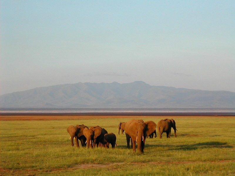 Éléphants au coucher de soleil