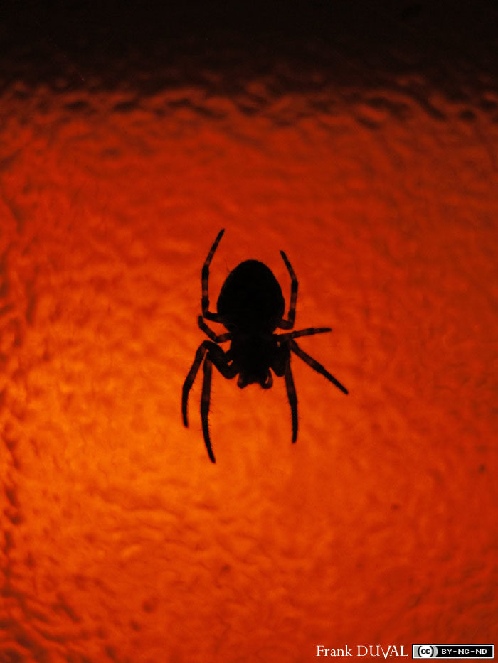 [Macro] Focus sur une araignée en contre éclairage.