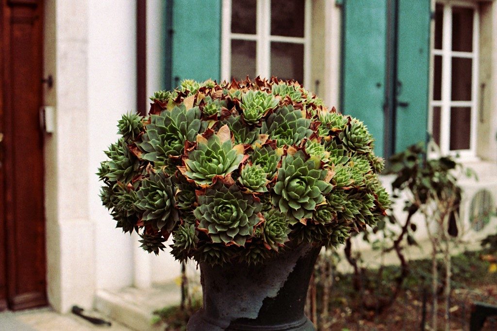 La protectrice de l’Hiver