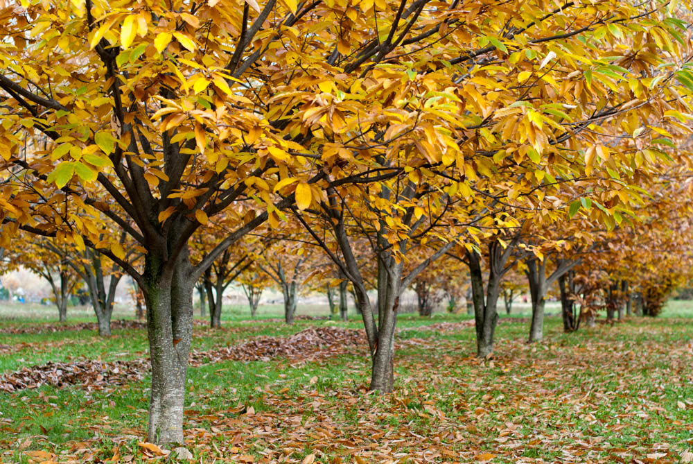 Châtaigniers aux couleurs de l’automne