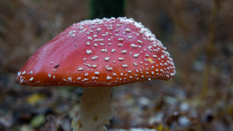 Amanita muscaria