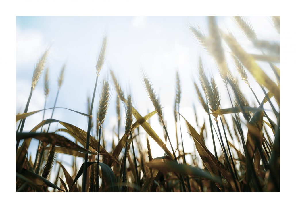 Allongé dans les blés