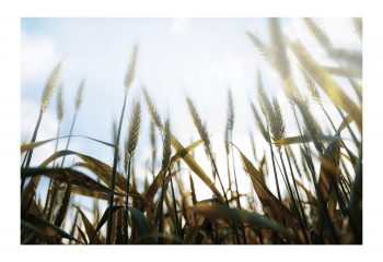 Allongé dans les blés